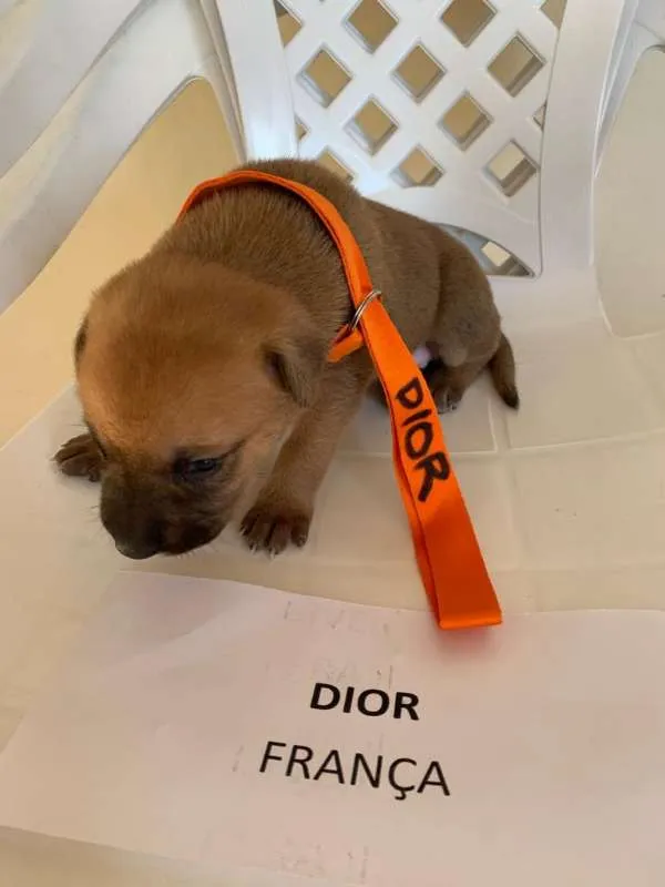 Cachorro ra a ND idade Abaixo de 2 meses nome DIOR