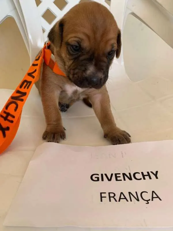 Cachorro ra a ND idade Abaixo de 2 meses nome DIOR