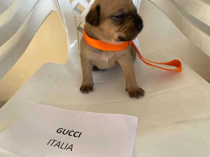 Cachorro ra a ND idade Abaixo de 2 meses nome DIOR