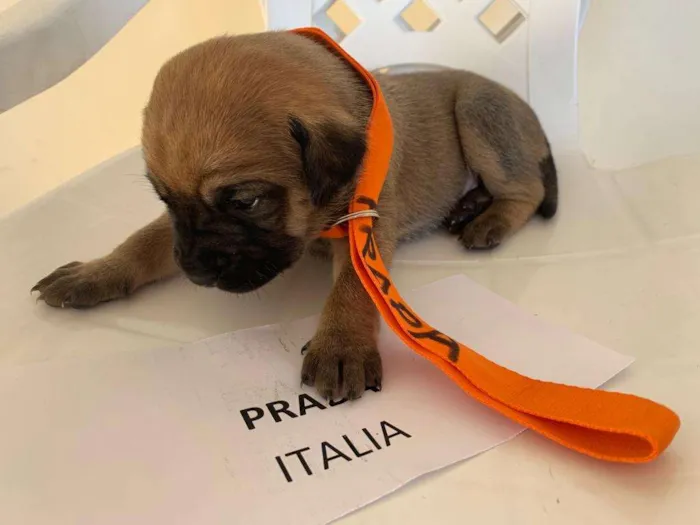 Cachorro ra a ND idade Abaixo de 2 meses nome DIOR