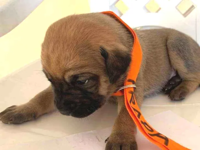 Cachorro ra a ND idade Abaixo de 2 meses nome DIOR