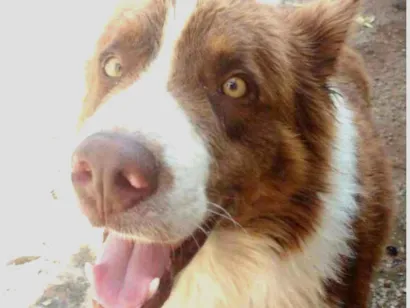 Cachorro raça Border Collie idade 4 anos nome Spock