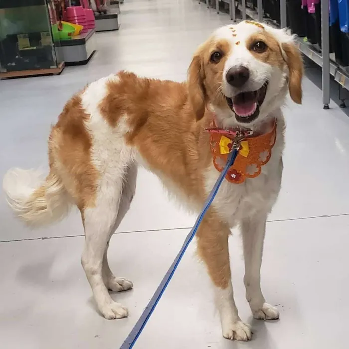 Cachorro ra a Srd idade 1 ano nome Laleska