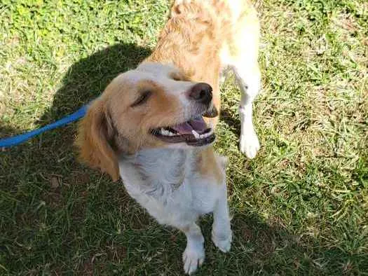 Cachorro ra a Srd idade 1 ano nome Laleska
