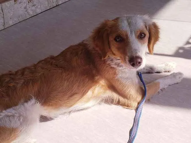 Cachorro ra a Srd idade 1 ano nome Laleska