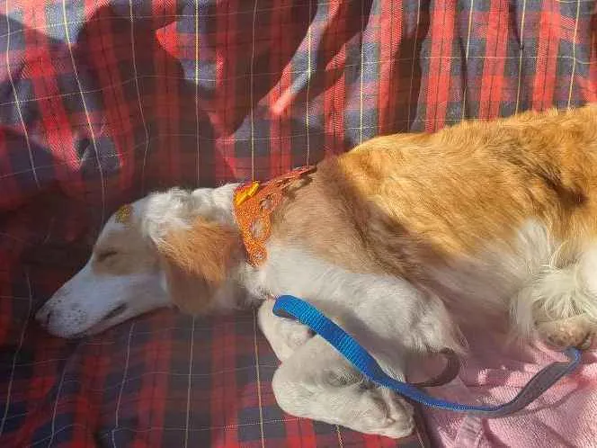 Cachorro ra a Srd idade 1 ano nome Laleska