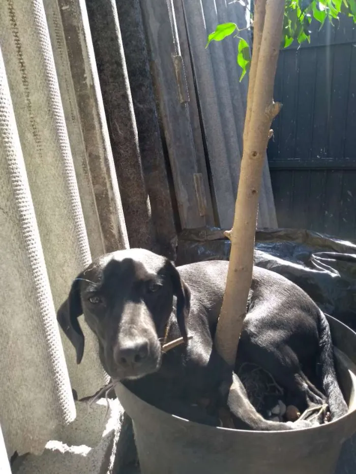 Cachorro ra a Vira lata idade 1 ano nome Mel