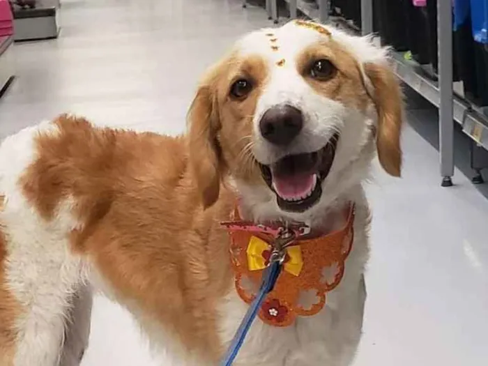 Cachorro ra a Srd idade 1 ano nome Laleska