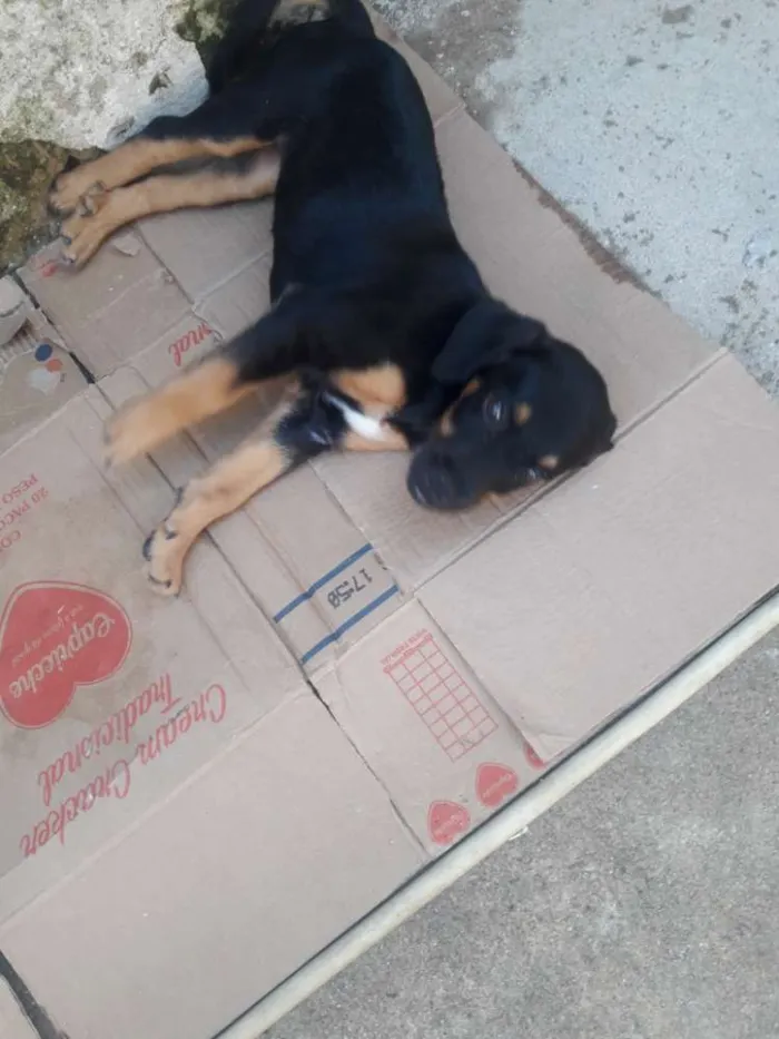 Cachorro ra a Mista idade 2 a 6 meses nome Cachorra