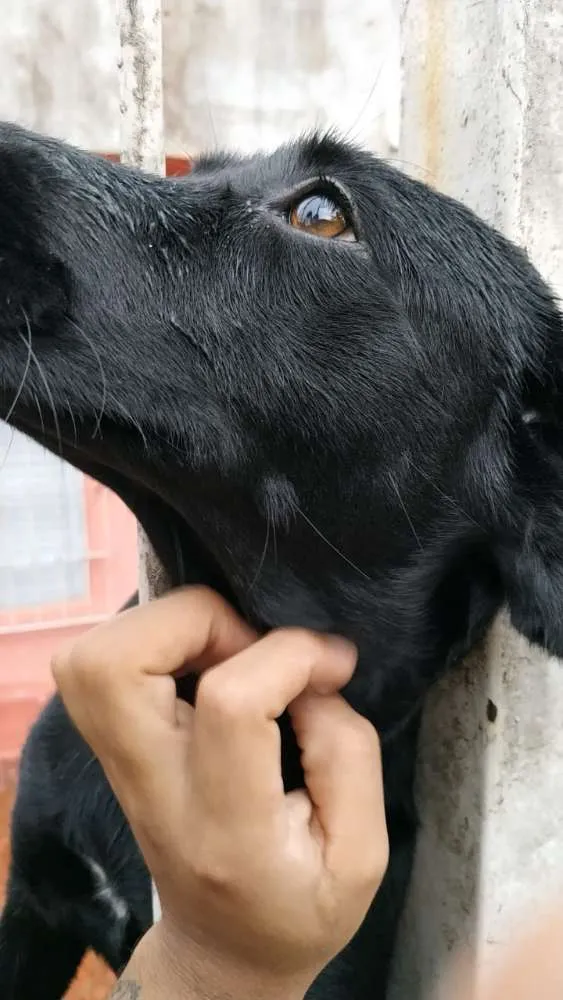 Cachorro ra a Vira-lata  idade 2 anos nome Luna