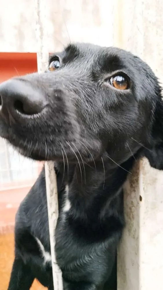 Cachorro ra a Vira-lata  idade 2 anos nome Luna