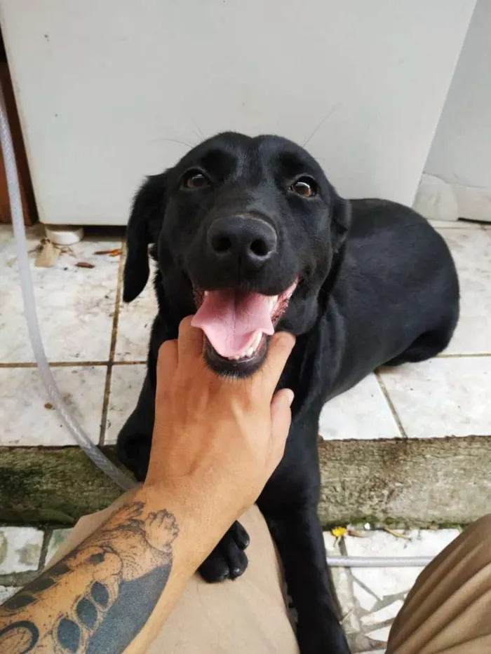 Cachorro ra a Vira-lata  idade 2 anos nome Luna