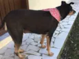 Laika
