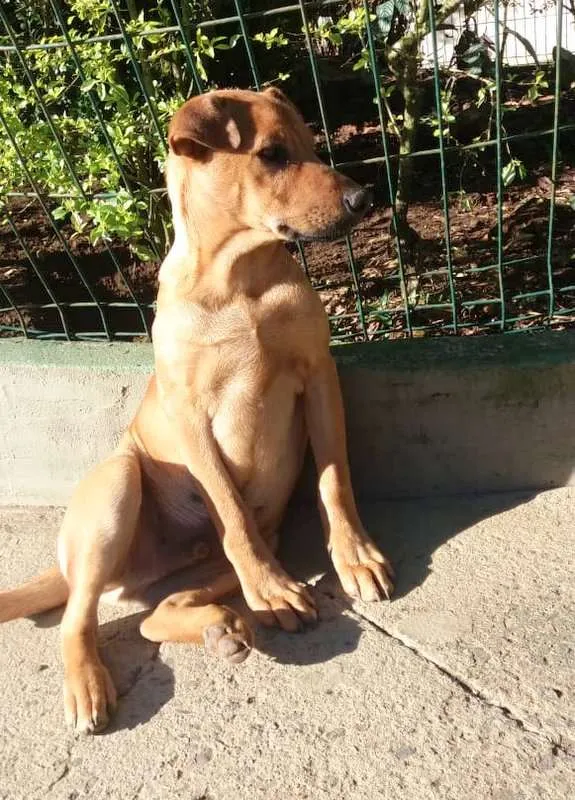 Cachorro ra a srd idade 1 ano nome Aramis