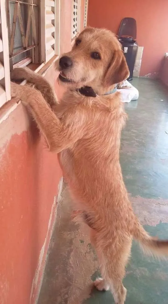 Cachorro ra a vira Lata idade 3 anos nome Billy