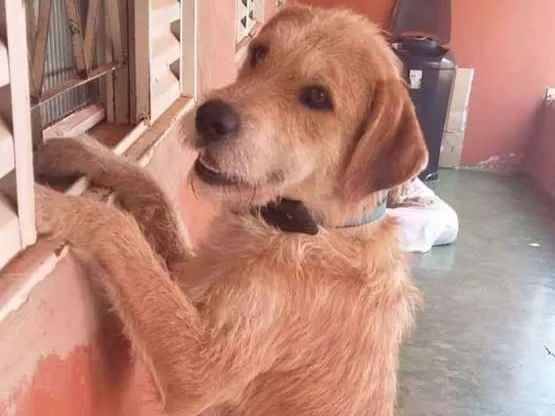 Cachorro ra a vira Lata idade 3 anos nome Billy