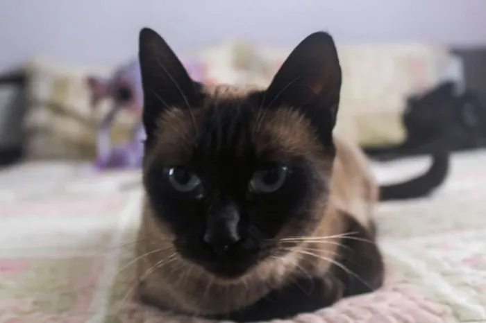 Gato ra a SRD idade 2 anos nome Avelã