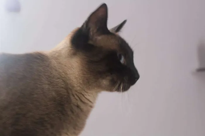 Gato ra a SRD idade 2 anos nome Avelã