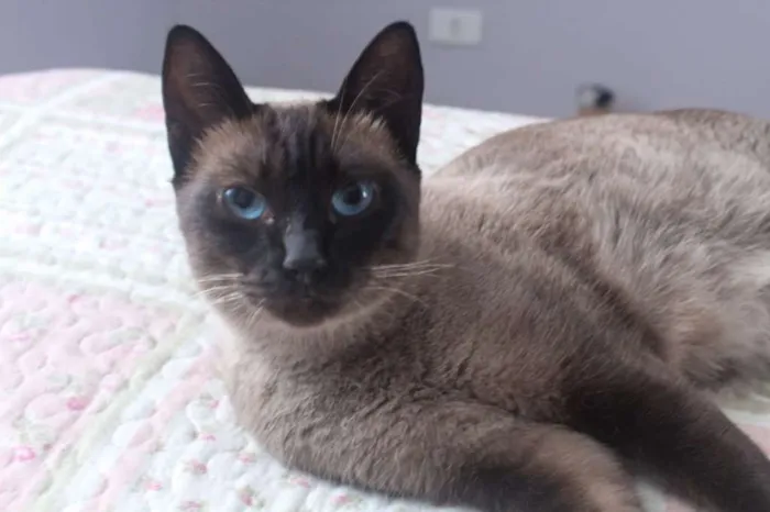 Gato ra a SRD idade 2 anos nome Avelã