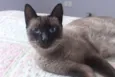 Avelã