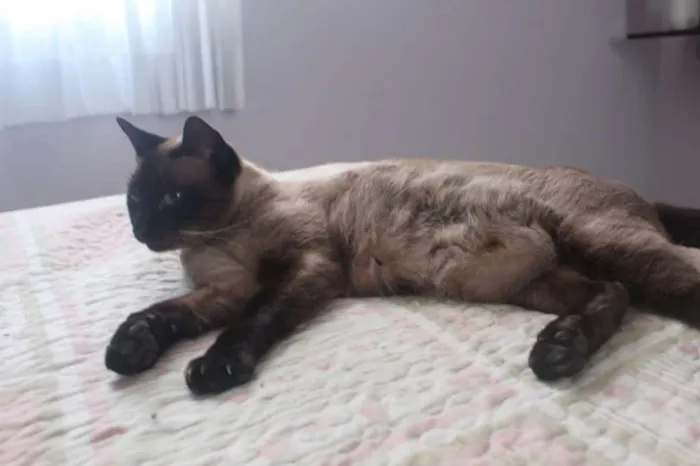 Gato ra a SRD idade 2 anos nome Avelã
