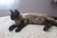 Avelã