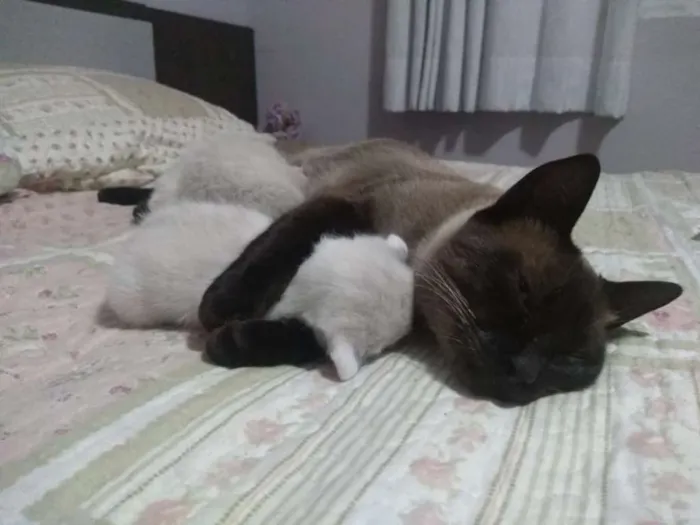Gato ra a SRD idade 2 anos nome Avelã
