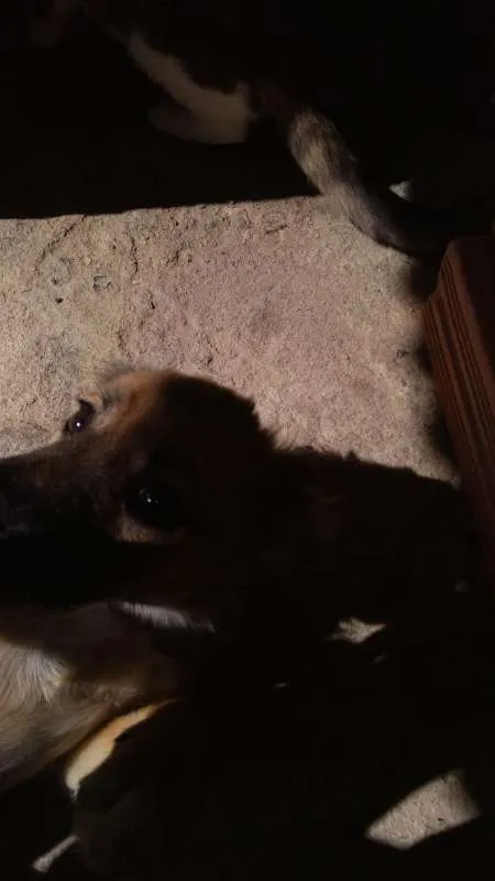 Cachorro raça SRD idade 2 a 6 meses nome Shaia