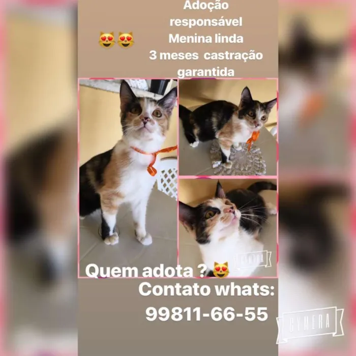 Gato raça Srd idade 2 a 6 meses nome Triguesa