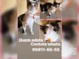 Triguesa