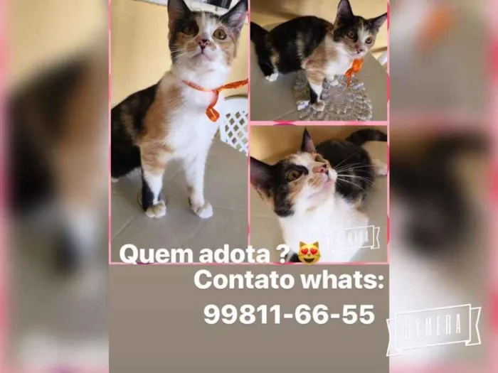Gato raça Srd idade 2 a 6 meses nome Triguesa