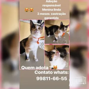 Gato raça Srd idade 2 a 6 meses nome Mily