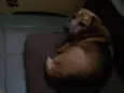 Pituca
