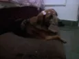 Pituca