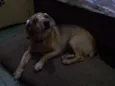 Pituca