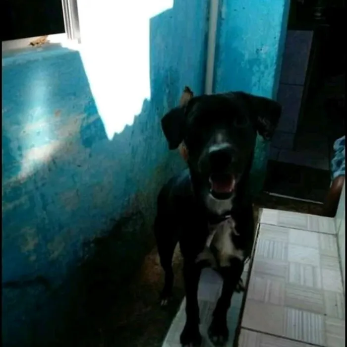 Cachorro ra a Raceado com labrador idade 2 a 6 meses nome Juquinha