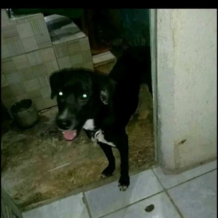 Cachorro ra a Raceado com labrador idade 2 a 6 meses nome Juquinha