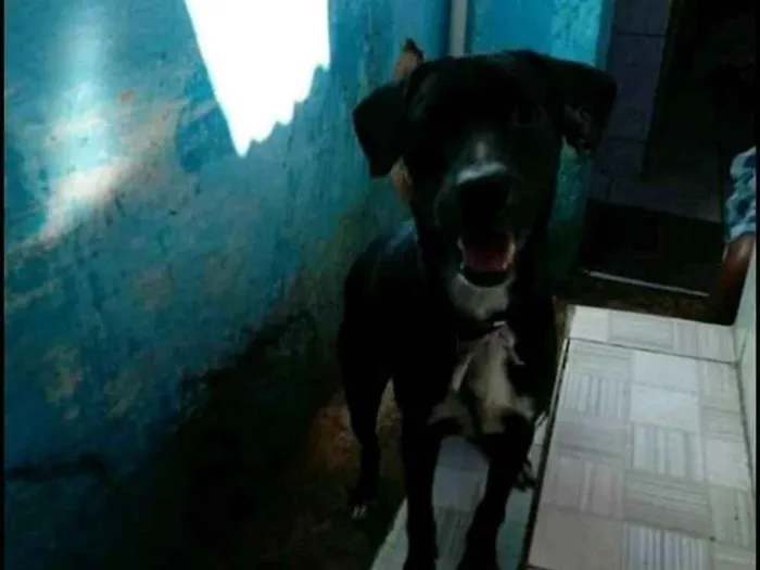 Cachorro ra a Raceado com labrador idade 2 a 6 meses nome Juquinha