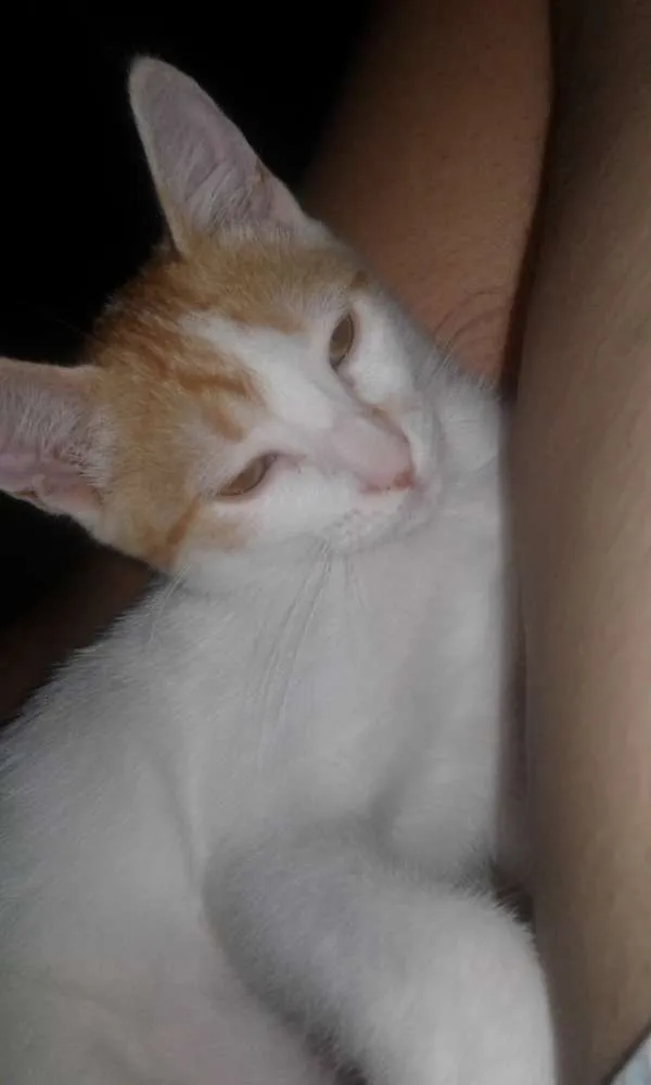 Gato ra a Vanturco idade 7 a 11 meses nome Berenice
