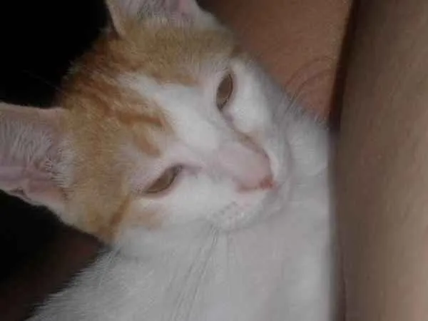 Gato ra a Vanturco idade 7 a 11 meses nome Berenice