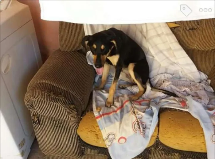 Cachorro ra a não definida idade 7 a 11 meses nome Léia