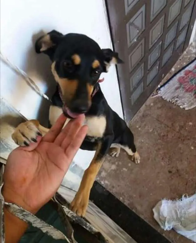 Cachorro ra a não definida idade 7 a 11 meses nome Léia