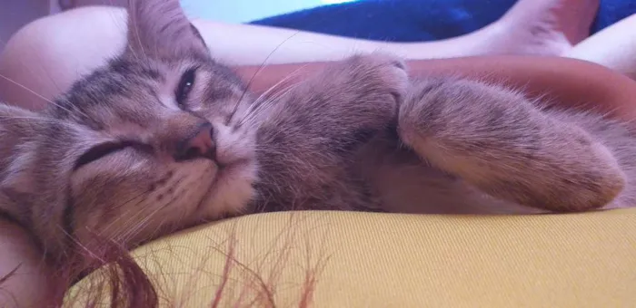 Gato ra a Ñ sei idade 2 a 6 meses nome Julieta