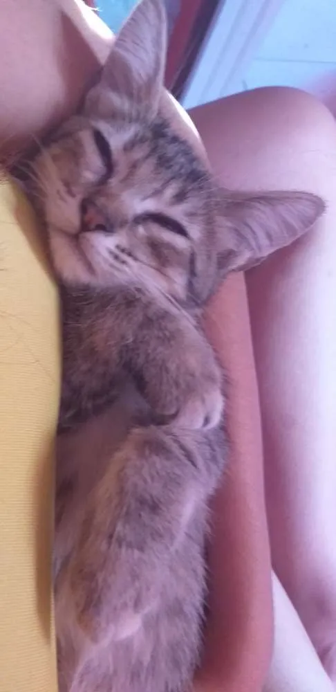 Gato ra a Ñ sei idade 2 a 6 meses nome Julieta