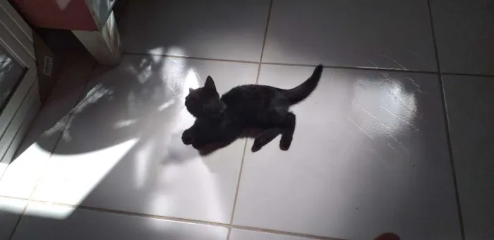 Gato ra a Ñ sei idade 2 a 6 meses nome Julieta