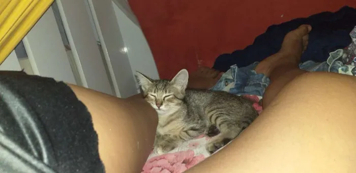 Gato ra a Ñ sei idade 2 a 6 meses nome Julieta