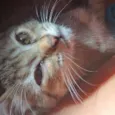 Julieta