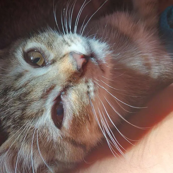 Gato ra a Ñ sei idade 2 a 6 meses nome Julieta