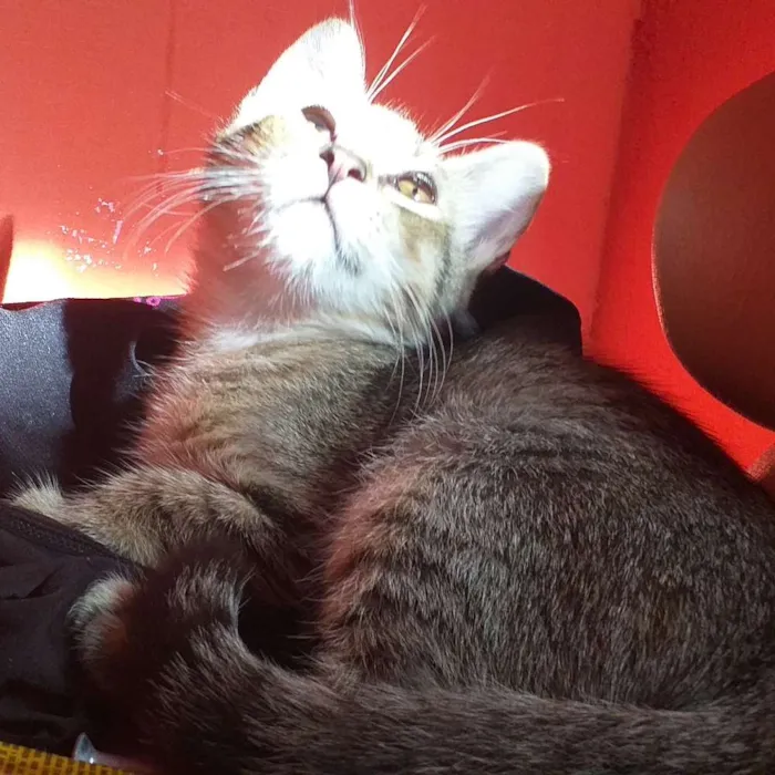 Gato ra a Ñ sei idade 2 a 6 meses nome Julieta
