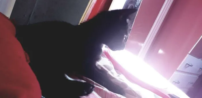 Gato ra a Ñ sei idade 2 a 6 meses nome Julieta